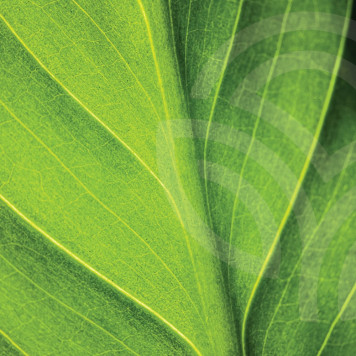 Liquid Chlorophyll NSP Liquid Chlorophyll NSP Model NSP 1580 | Obrázok č. 1