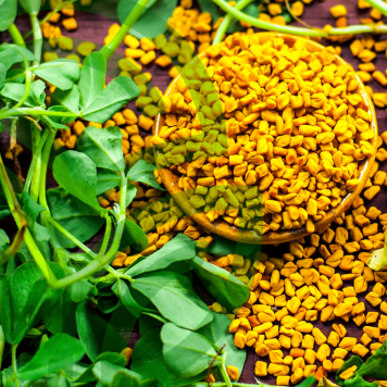 Fenugreek & Thyme NSP Model NSP 885 | Obrázok č. 1