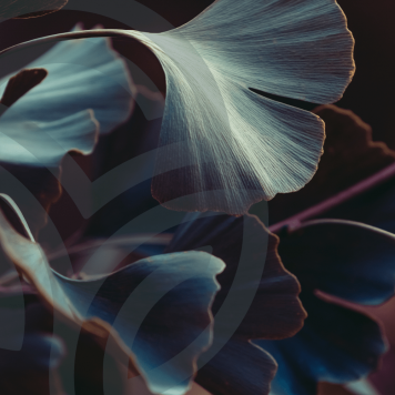 Ginkgo & Hawthorn NSP Model NSP 909 | Obrázok č. 1