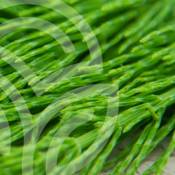 HSN-W NSP Model NSP 935 | Obrázok č. 1